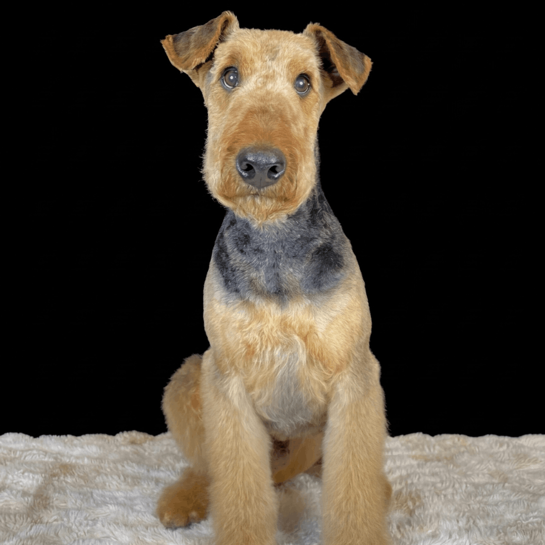 grooming (1)