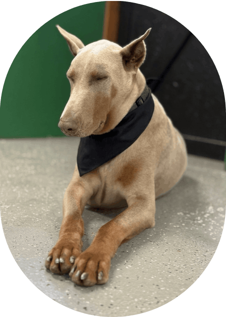 ultimutt-services (1)